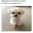 animallover